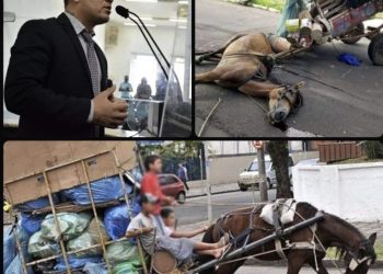 Vereador Galeguinho SPA fala ao GM sobre projetos de lei que protegem os animais em Feira de Santana