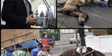 Vereador Galeguinho SPA fala ao GM sobre projetos de lei que protegem os animais em Feira de Santana