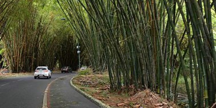 Intervenções visam preservar bambuzal do aeroporto de Salvador