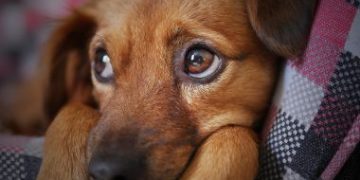 Justiça ordena que tutora doe 3 cães porque ‘latidos excessivos’ incomodam a vizinha