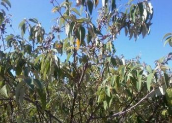 Estudo da UESB pesquisa uso de planta da Caatinga para produção de repelente