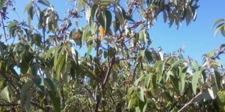 Estudo da UESB pesquisa uso de planta da Caatinga para produção de repelente