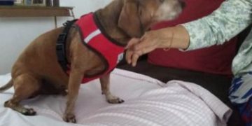  Cachorro percebe incêndio, chama a atenção de cuidadora e salva idosos