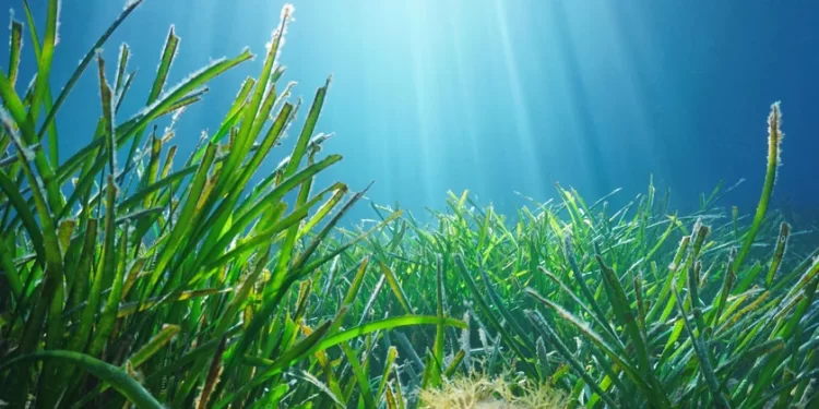 Maior planta do mundo é encontrada no fundo do oceano Índico