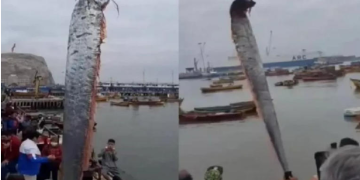 Enorme peixe-remo é encontrado e amedronta população por ser considerado mau presságio no Chile