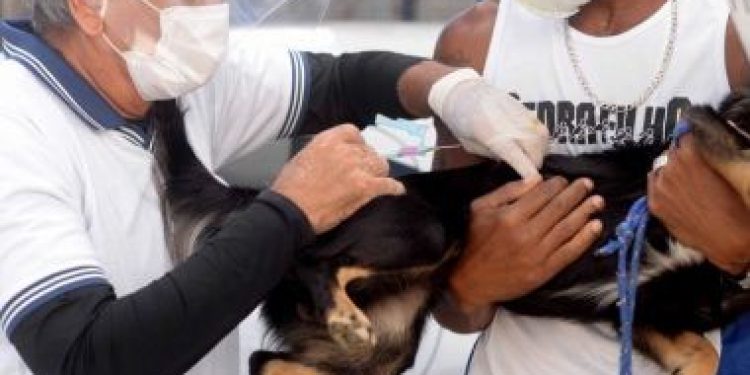 Vacinação antirrábica já alcançou mais de 20 mil animais em Salvador