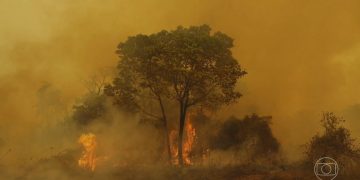 Pantanal está cada vez mais seco e com a biodiversidade ameaçada, dizem novos dados científicos