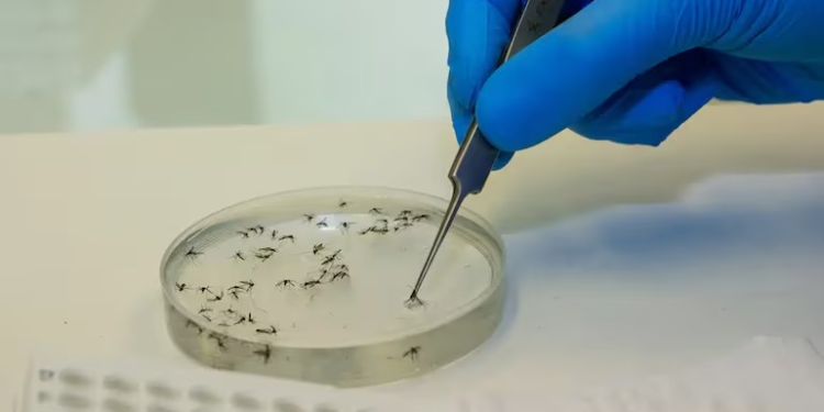 Brasil tem mais mortes por dengue em seis meses que em sete anos somados