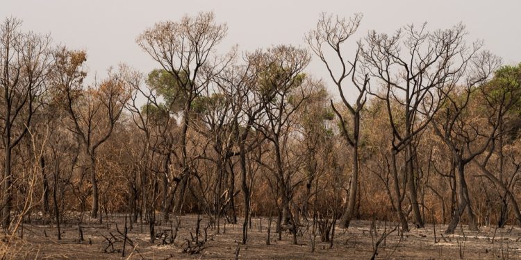 MT lidera queimadas no Brasil com 24 mil focos detectados em 2024, aponta Inpe